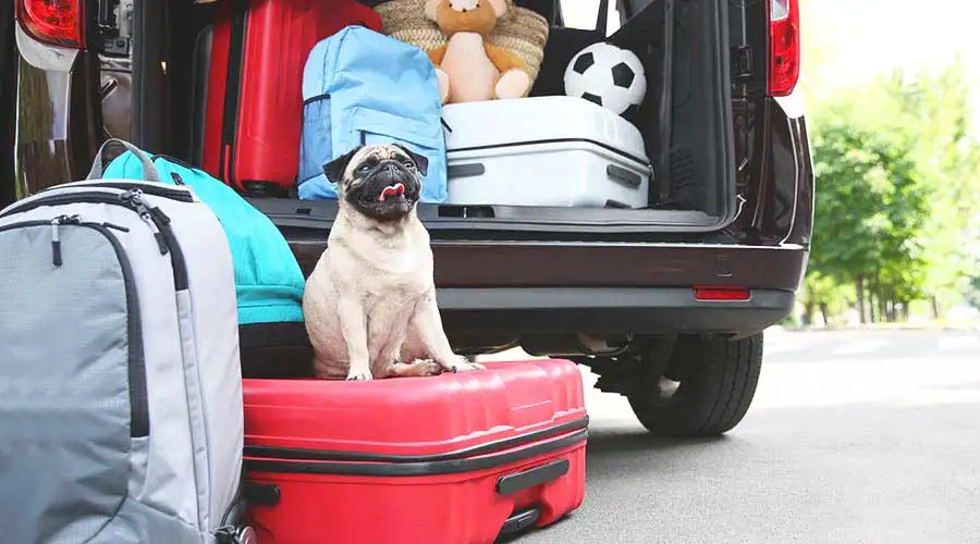 Watch Out for 4 Things When Travelling With Pets